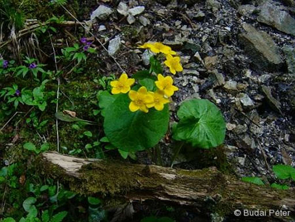 <b>Yellow Marsh Marigolds</b> - <i>Caltha palustris</i>