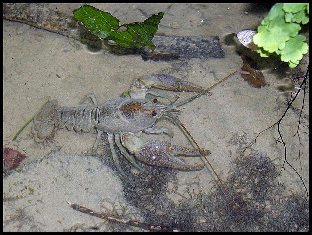 A crab in Supot creek