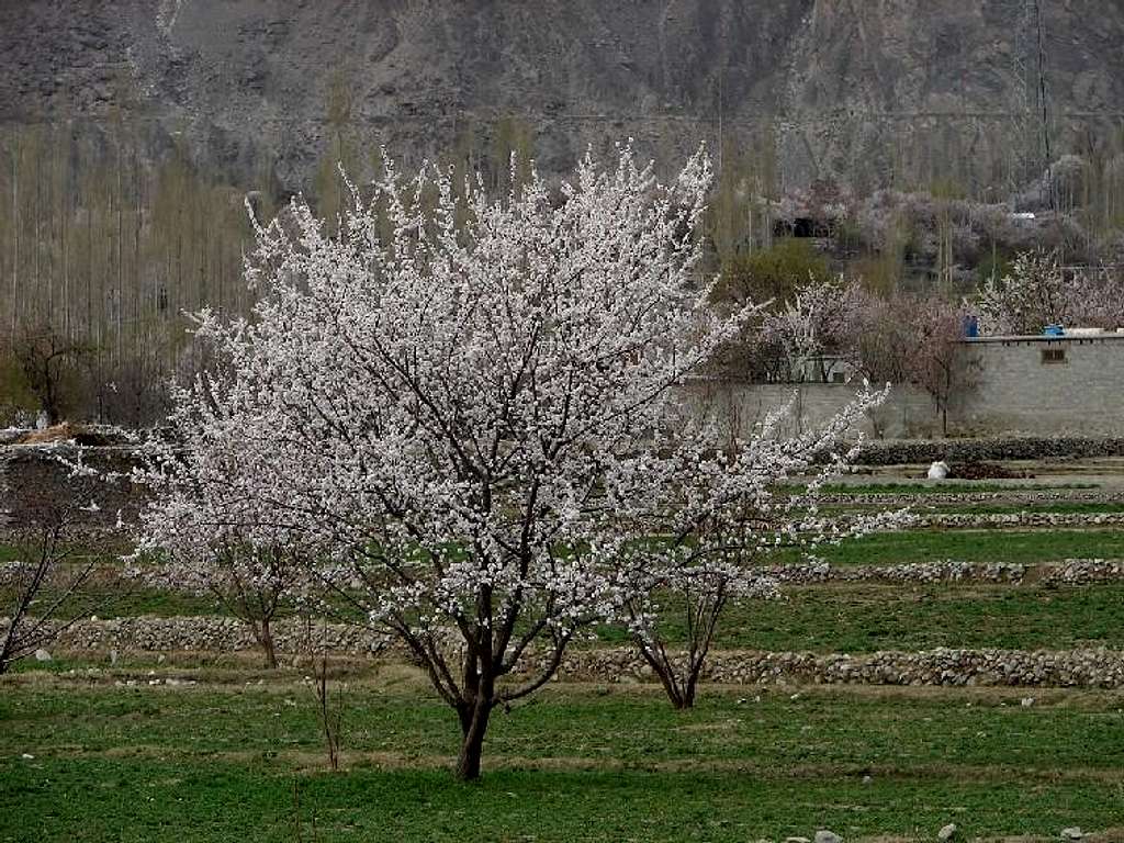 Blossom in Hunza and Baltistan