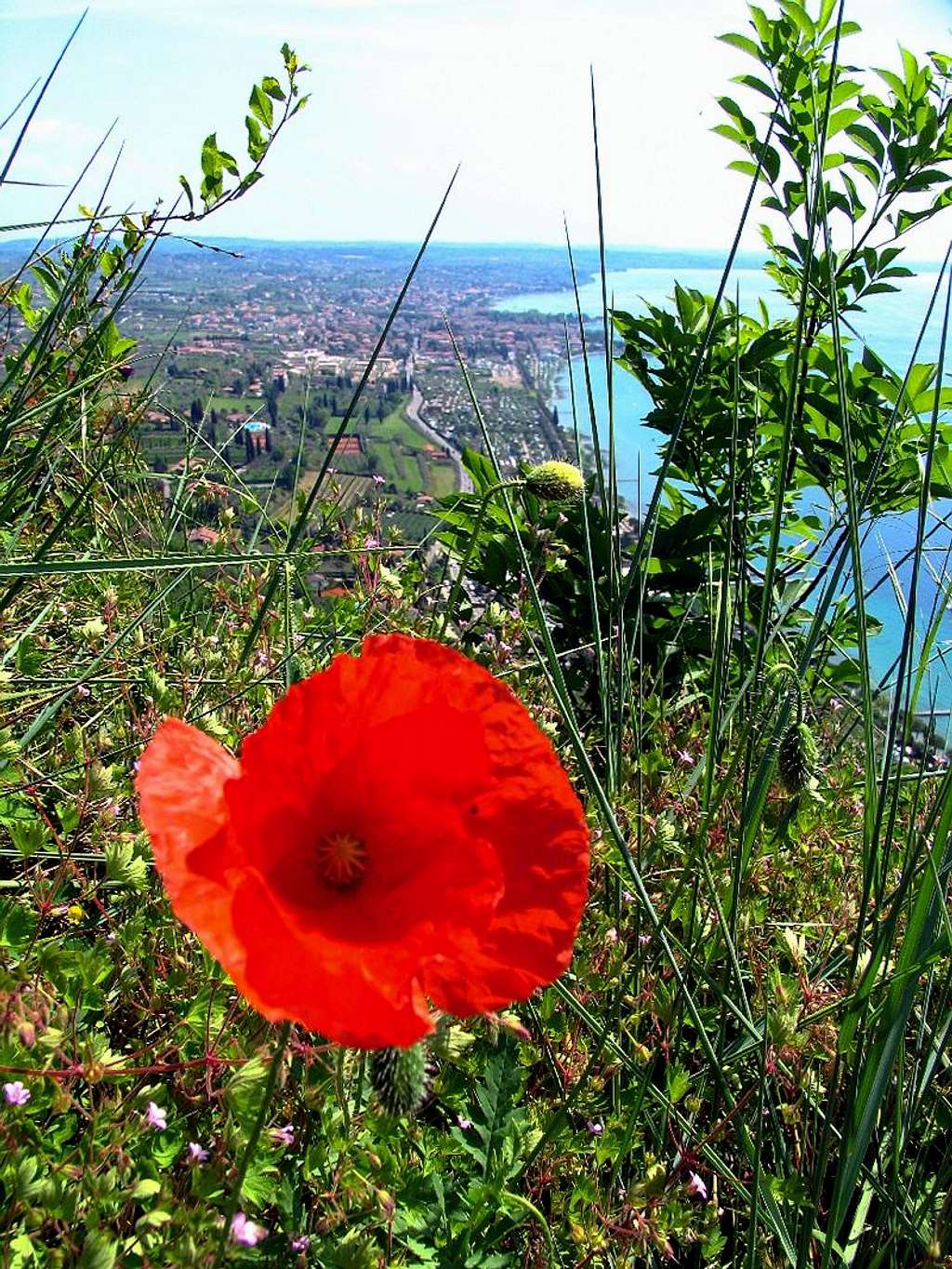 Rocca di Garda flowers
