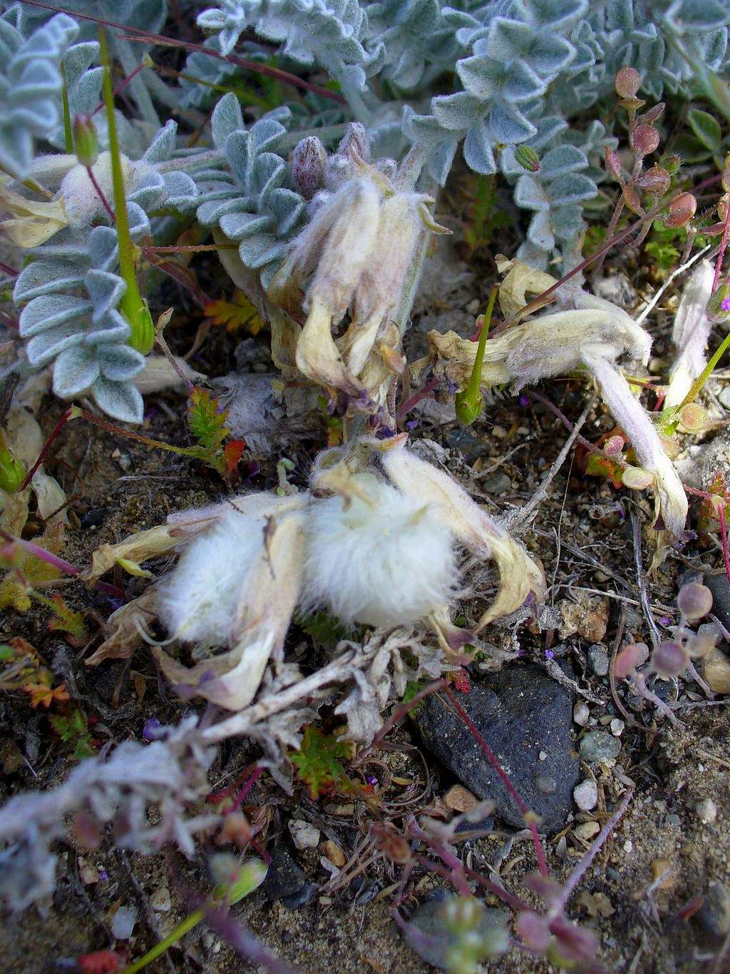 Furry Pods of Astragalus utahensis