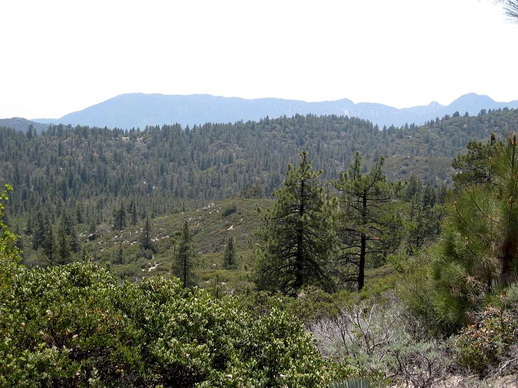 Pine Forest Below Mt. Mooney