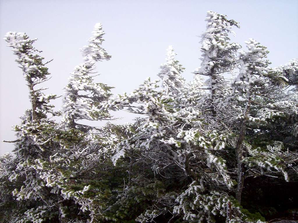 the frosted out trees