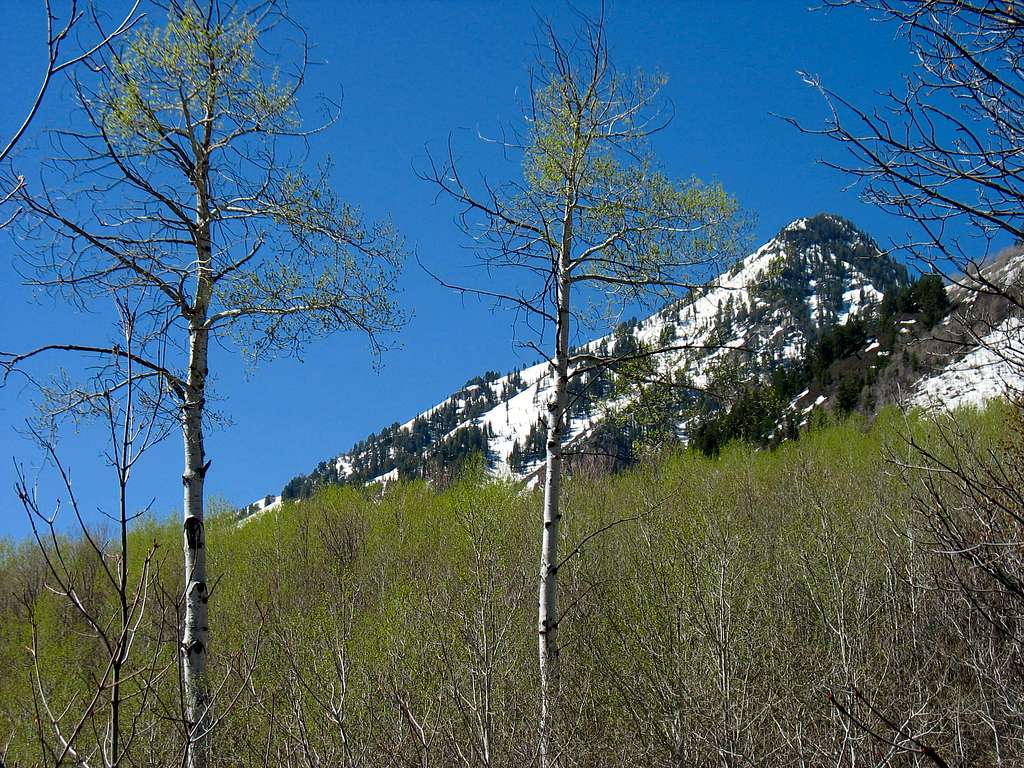 Southeast Peak from Stewart Falls Trail