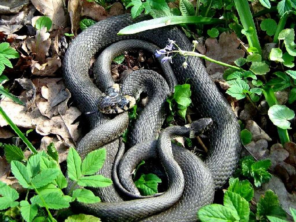 Grass Snake Couple