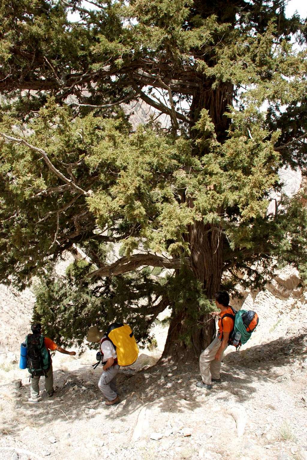 old juniper tree