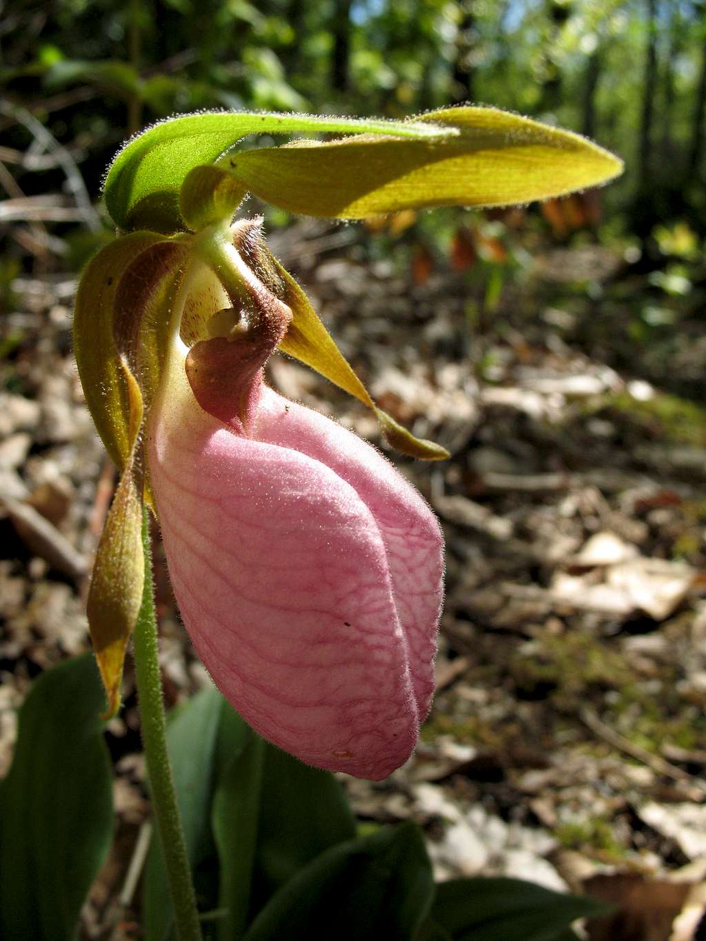 The Elusive Pink Lady's Slipper
