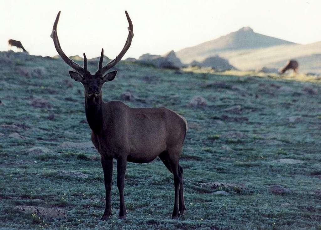 Bull Elk, Dawn