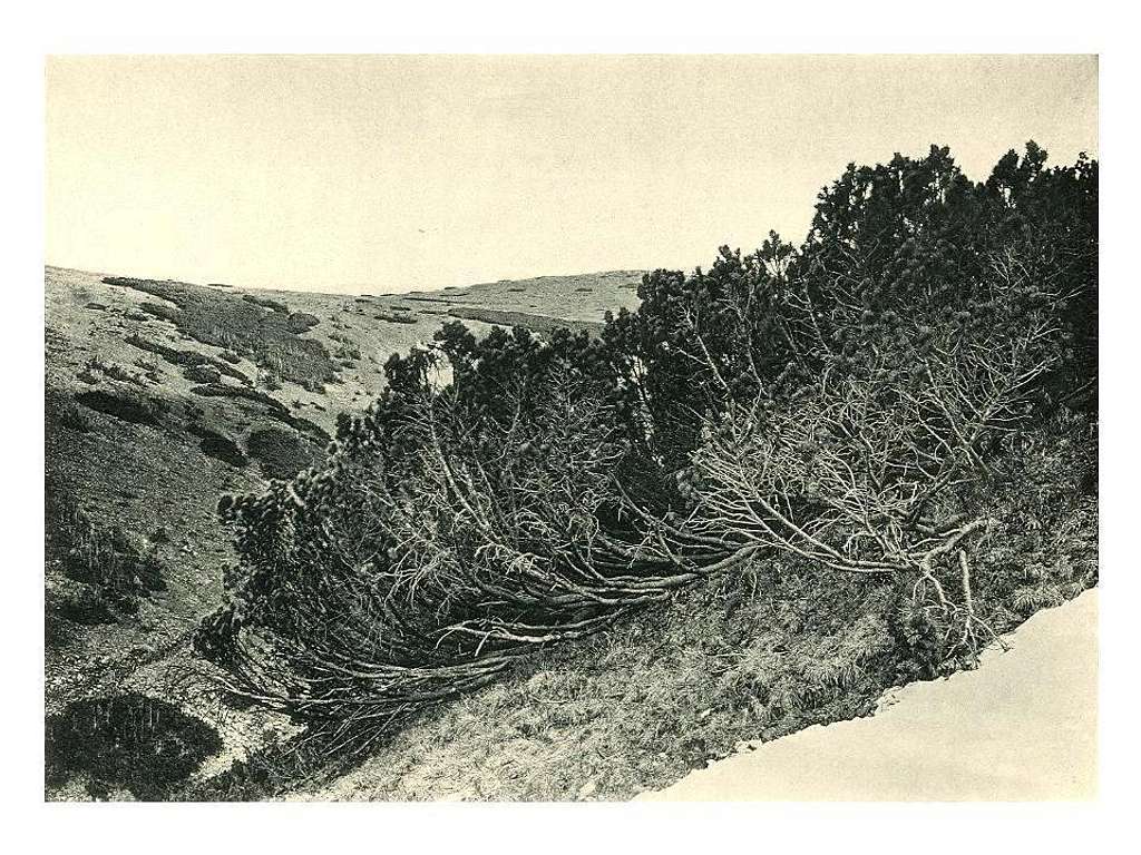 Pinus mughus...