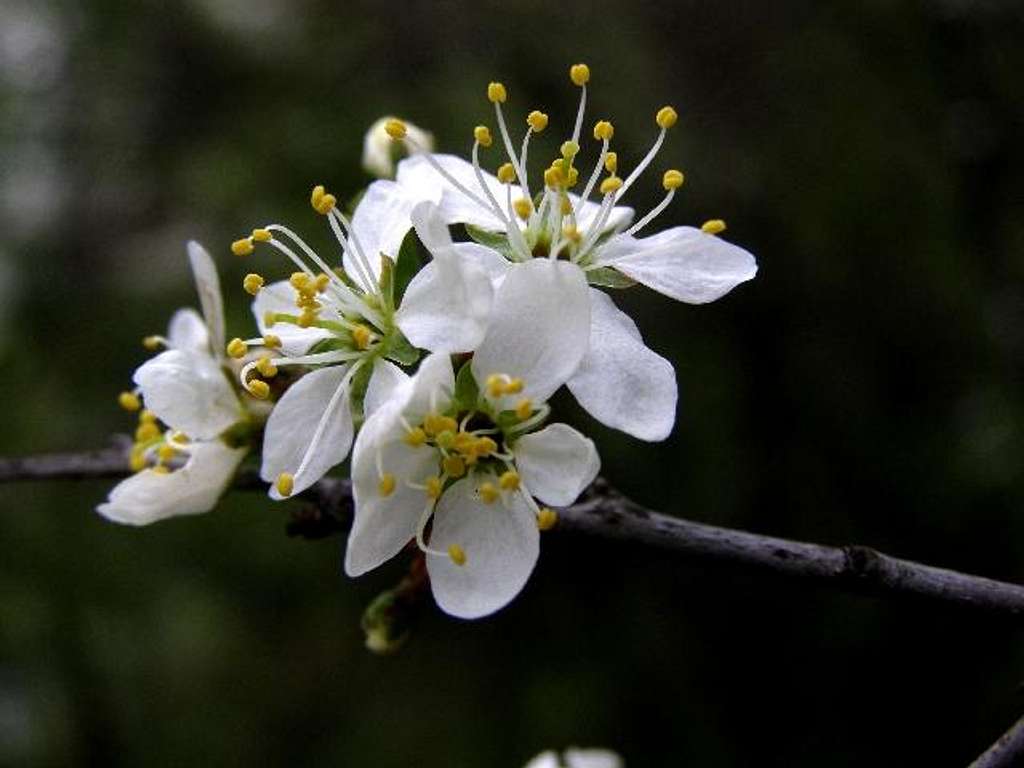 Blackthorn Blossoms