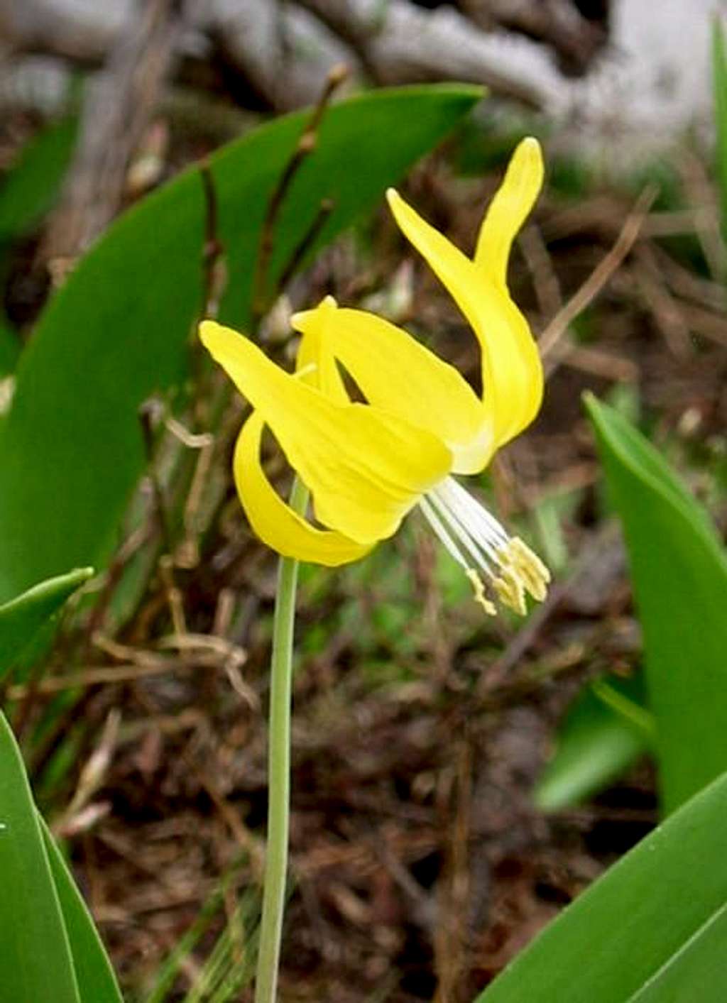 Avalanche Lily along the...
