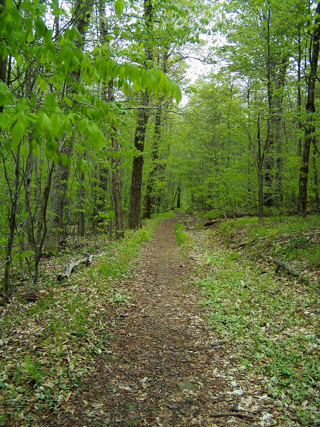 Dry Brook Ridge Trail