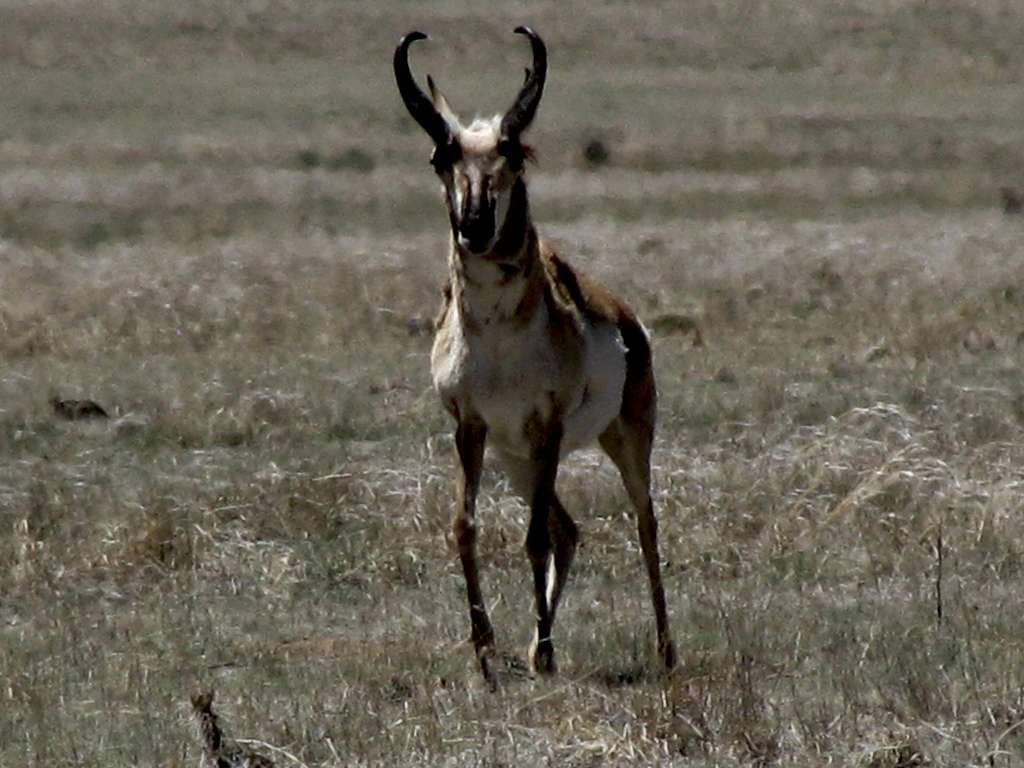 Pronghorn Buck