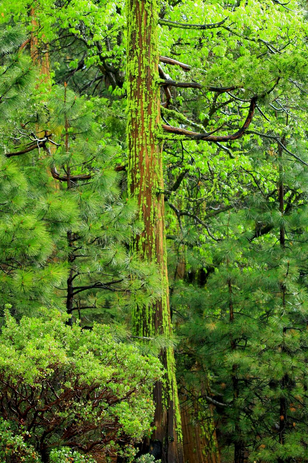 Mossy Sequoia