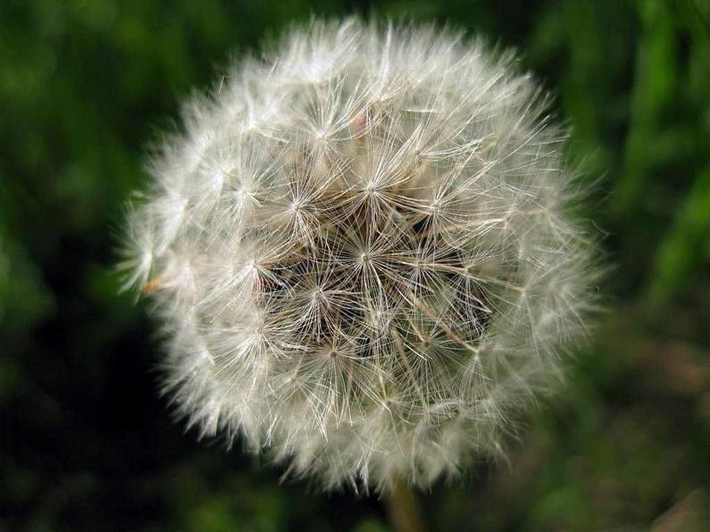 Dandelion (blowball) flower