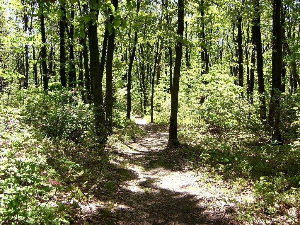 Trail Atop Mount Nittany