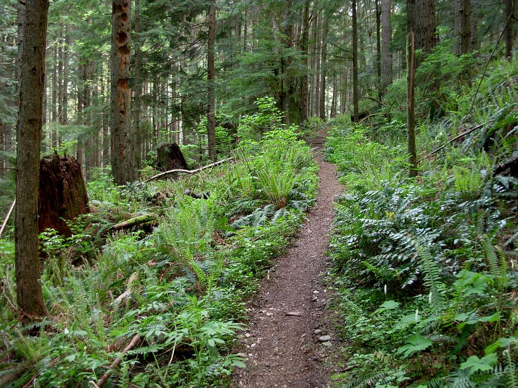 Forest Trail to Middle Tiger