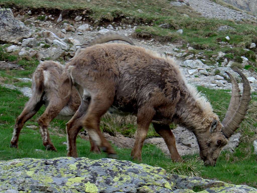 Ibex by the Gleckstein Hut