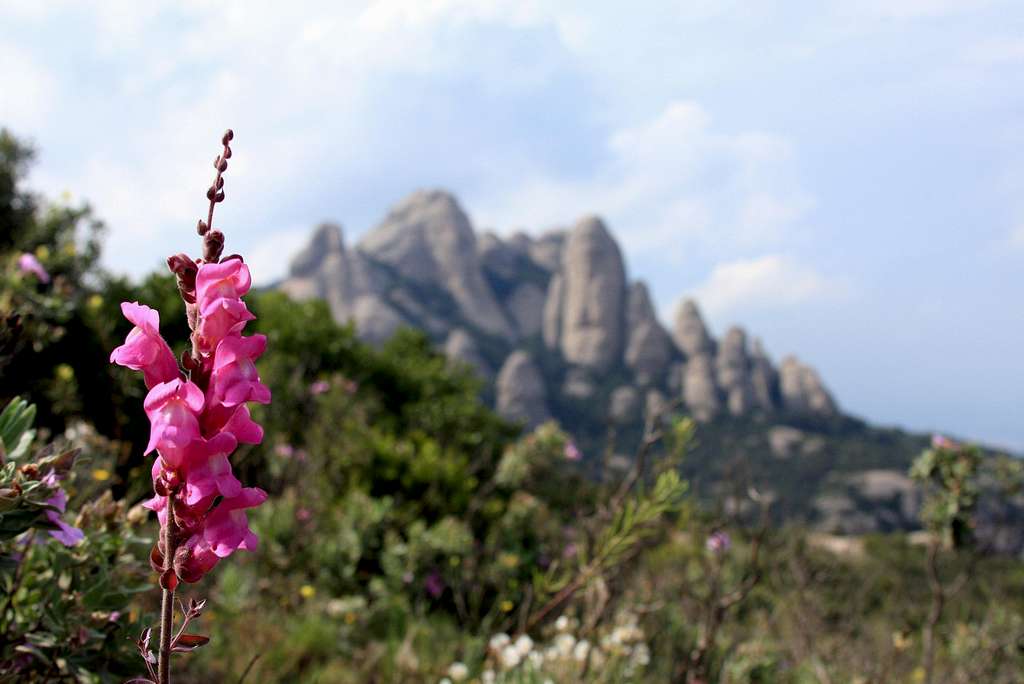 Montserrat flora