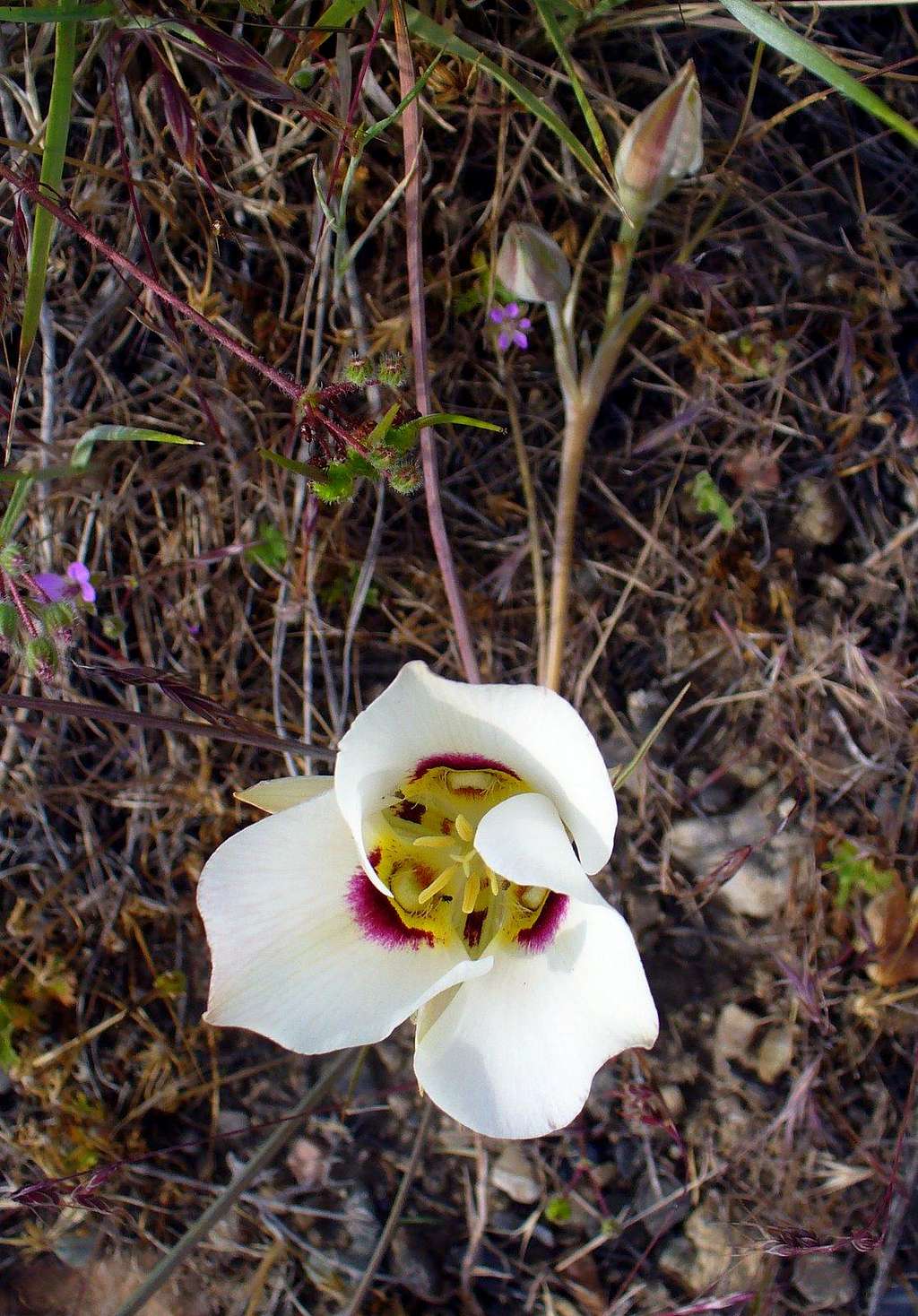 Sego Lily flower and buds