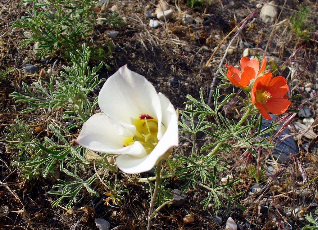 Sego Lily and Coppermallow