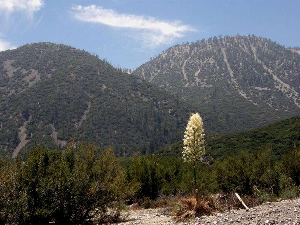 Yucca in Lytle Creek Canyon