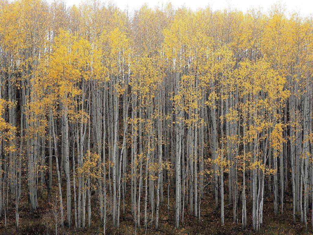 Aspens