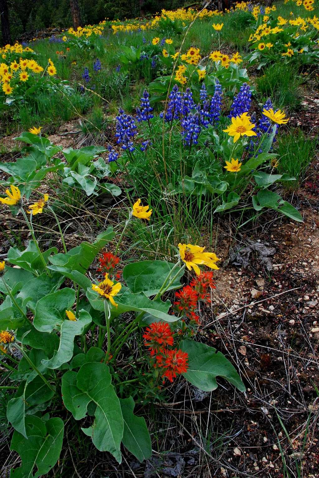 Arrowleaf, Lupin, and Paintbrush