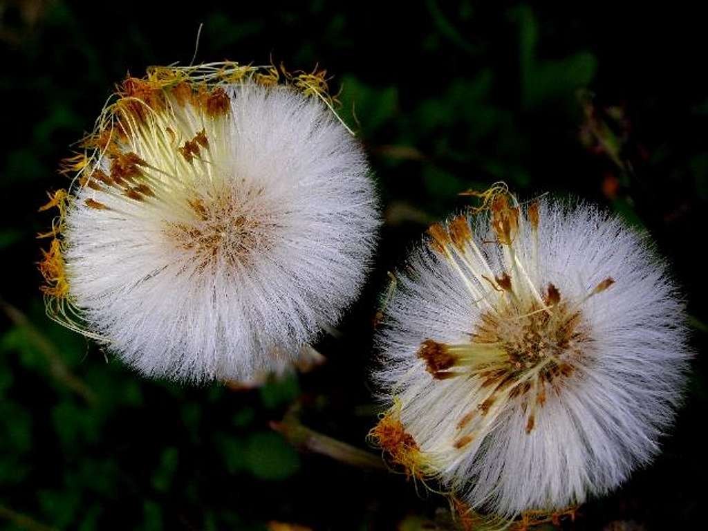 Close-up of Seed Heads of Coltsfoot