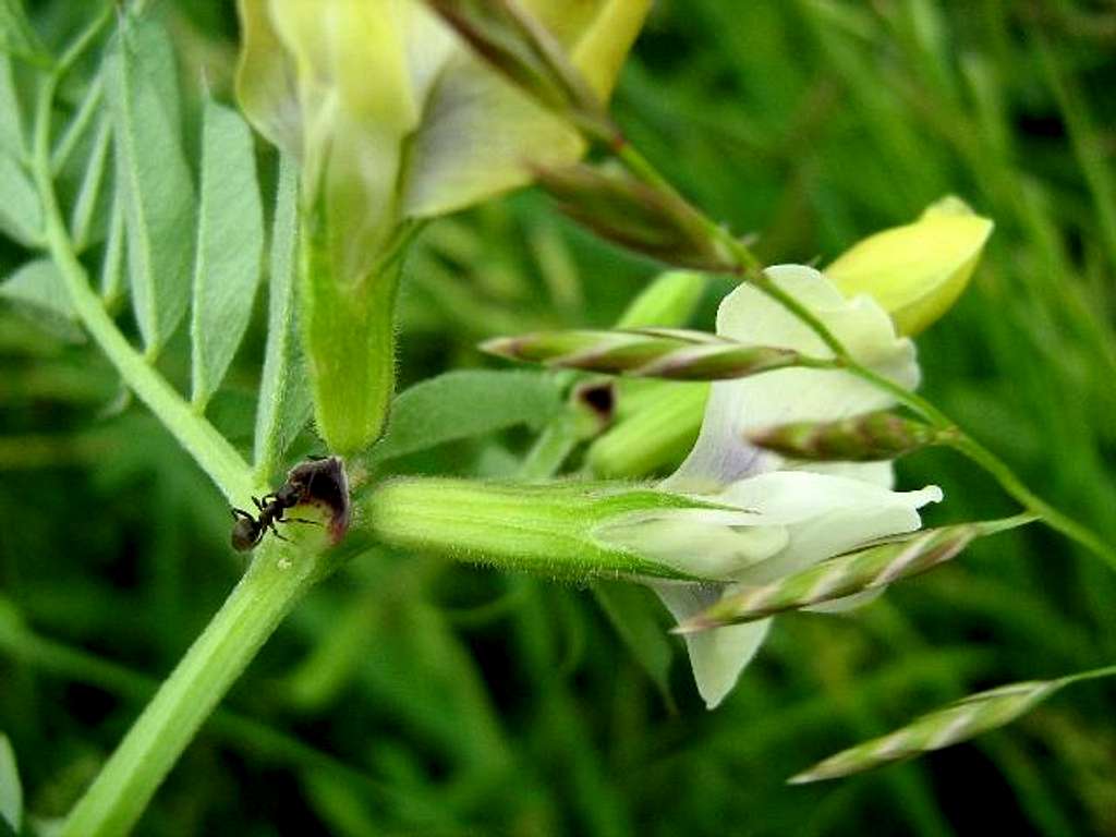 Large Yellow Vetch : Photos, Diagrams & Topos : SummitPost