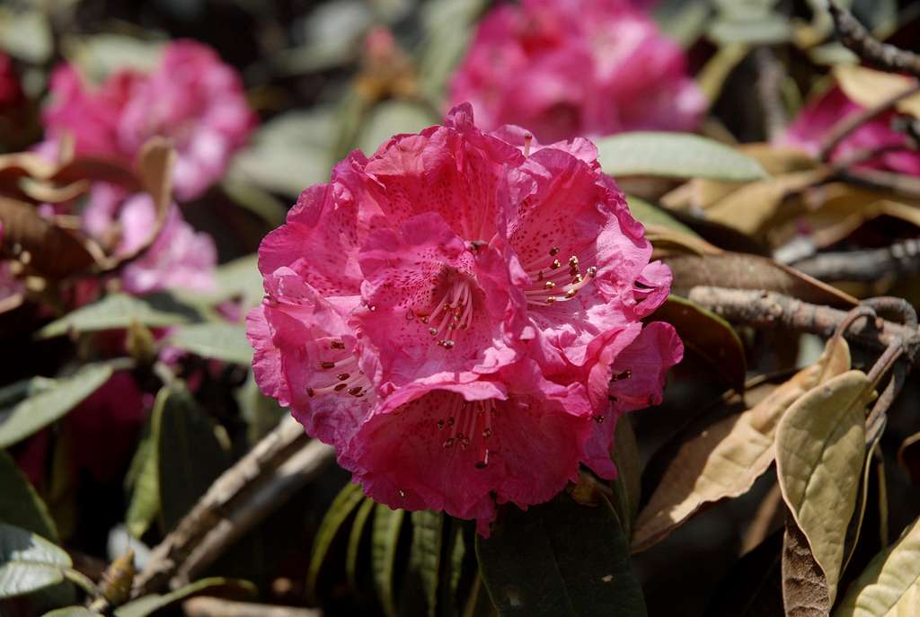 Rhododendron in Nepal