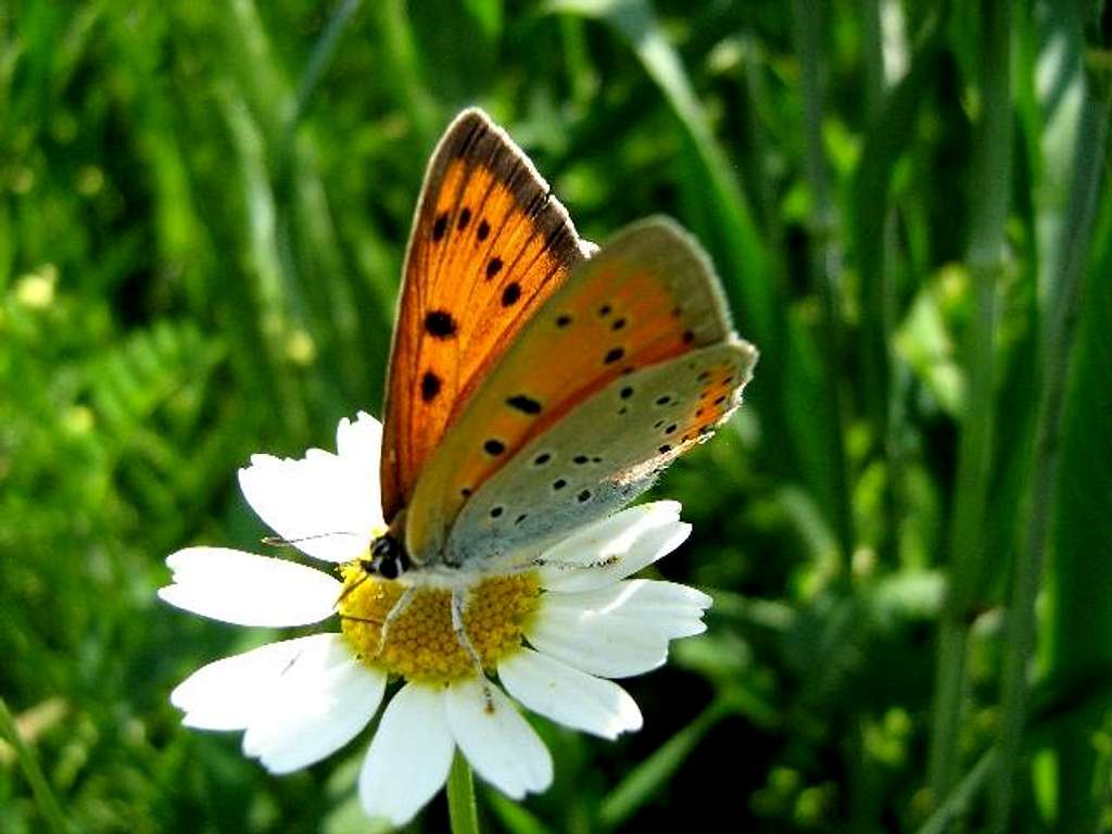 Female Large Copper Butterfly