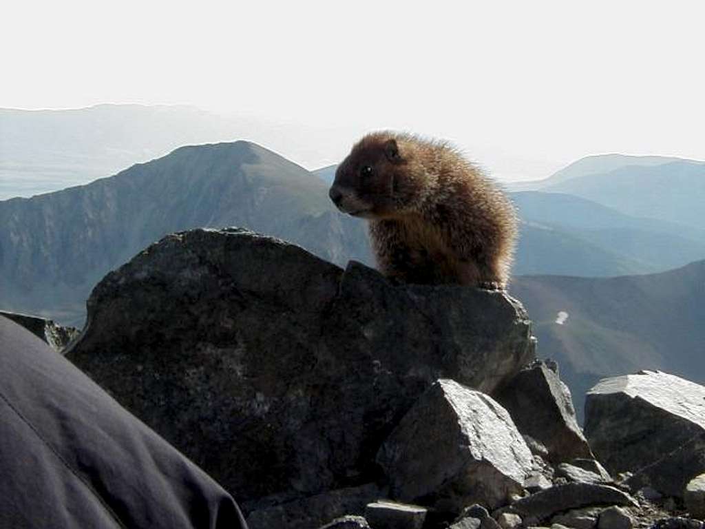 This friendly marmot keeps...