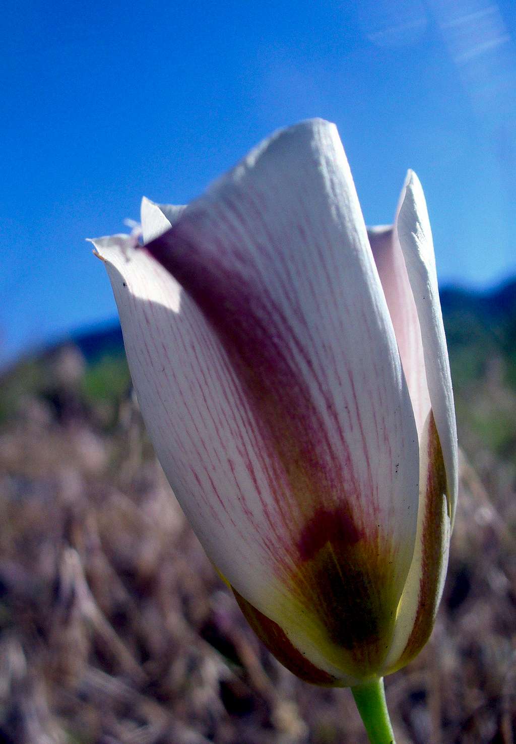 Sego Lily (Calochortus nuttallii)