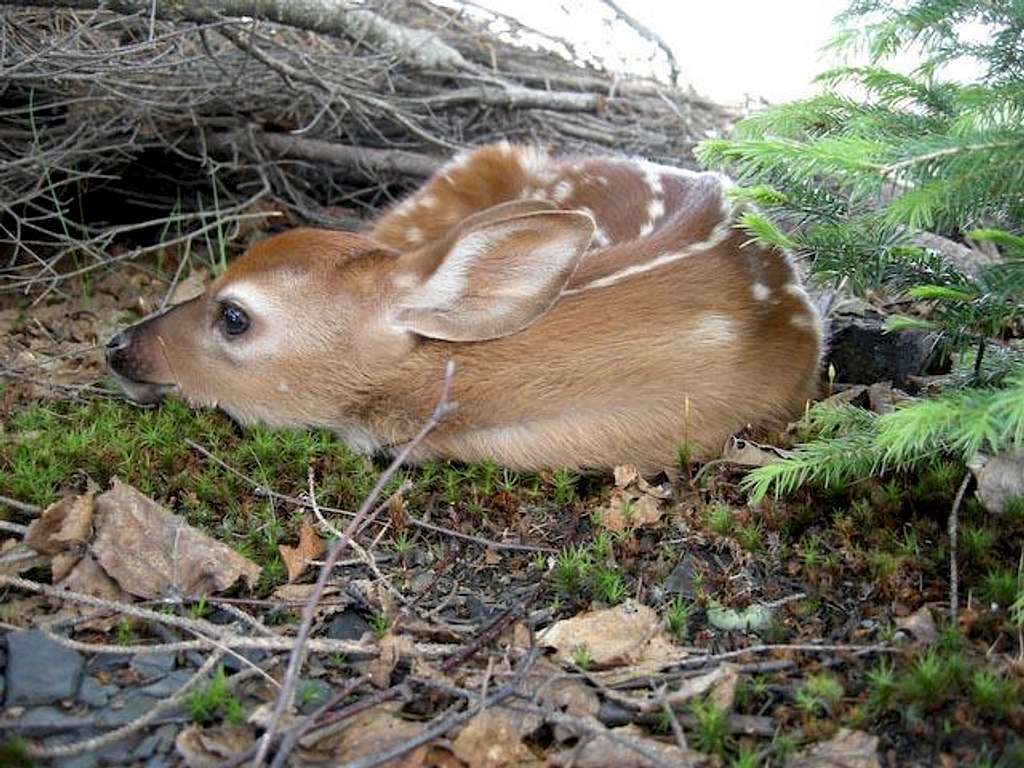 whitetail deer  fawn