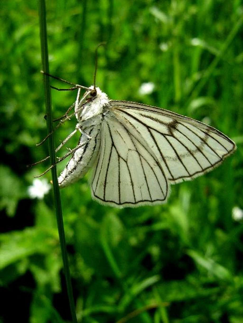 White Butterflies with Dark Veins on the Wings Lat.Aporia Crataegi are a  Butterfly from the Family of the Whiteworms Pieridae Stock Image - Image of  hawthorn, butterfly: 223476709