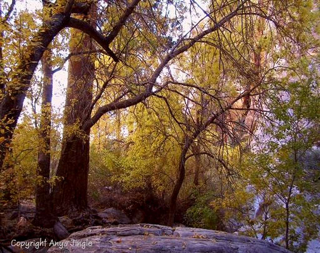 Autumn in Fern Canyon