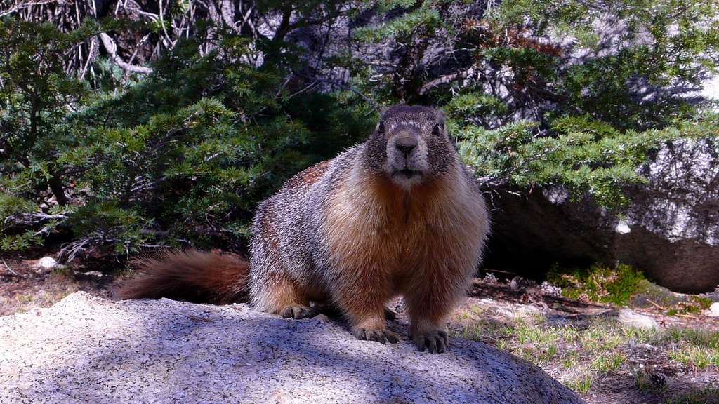 Yosemite Marmot
