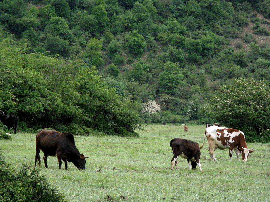 Cows in Daryasar plain