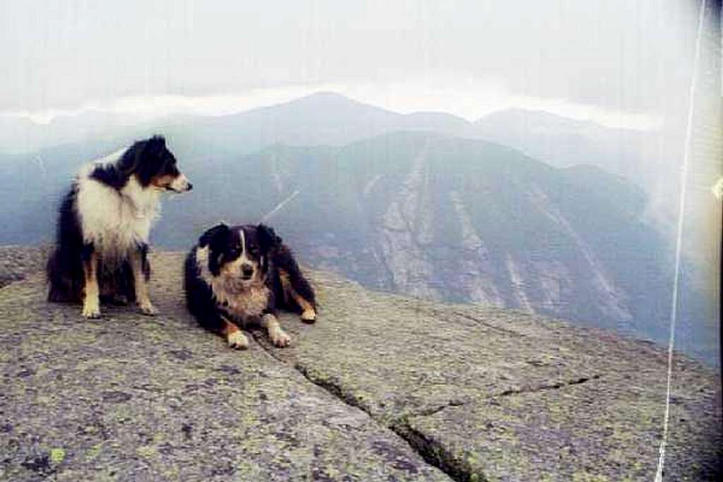Tired Dogs - Algonquin Summit - Sept., 2004