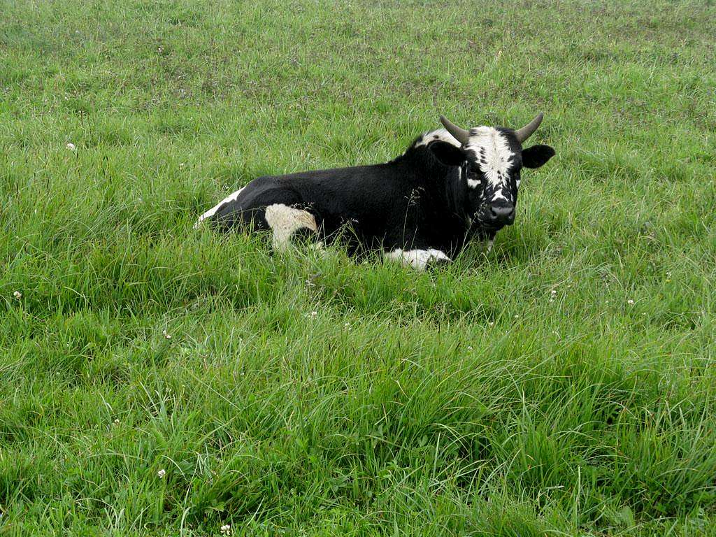 Lazy cow in Daryasar plain