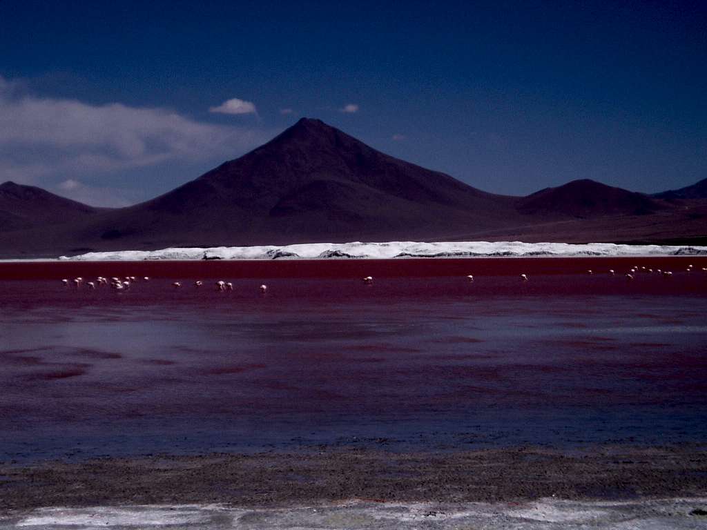 Laguna Colorada - Jame's Flamingos