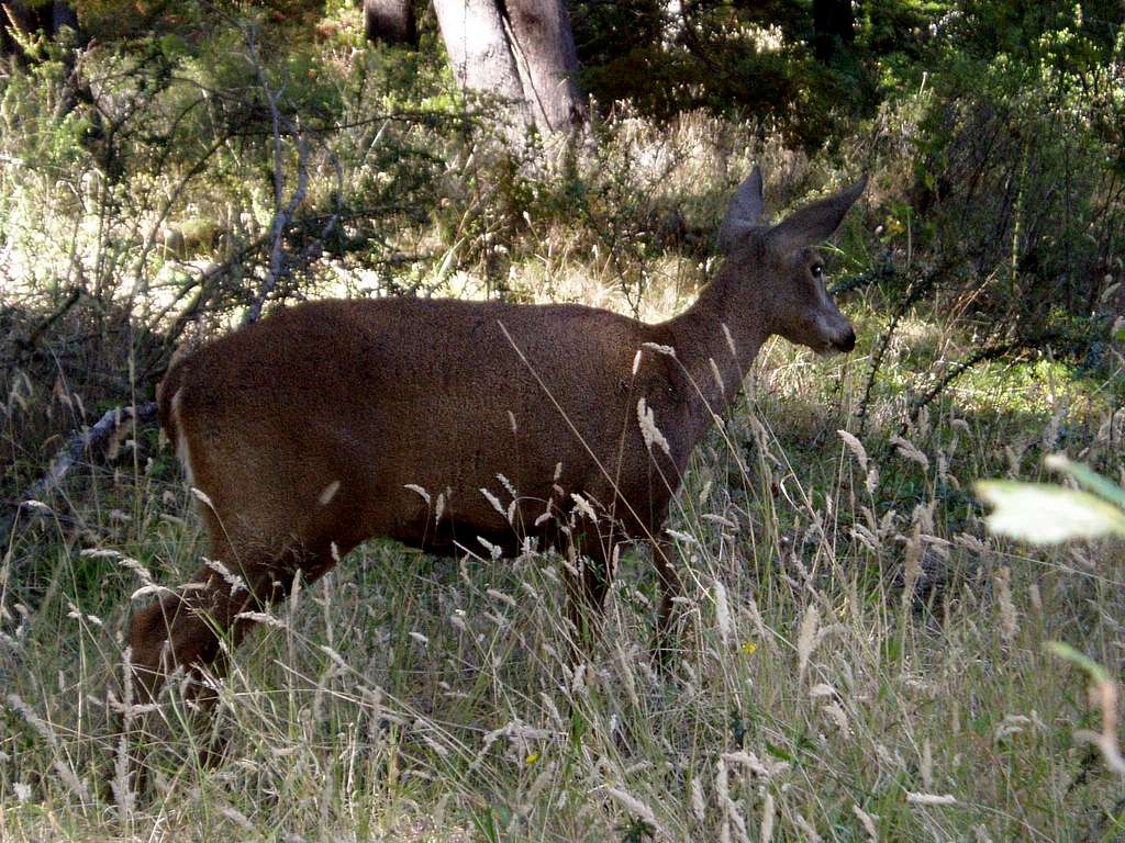 Huemul - Cochrane