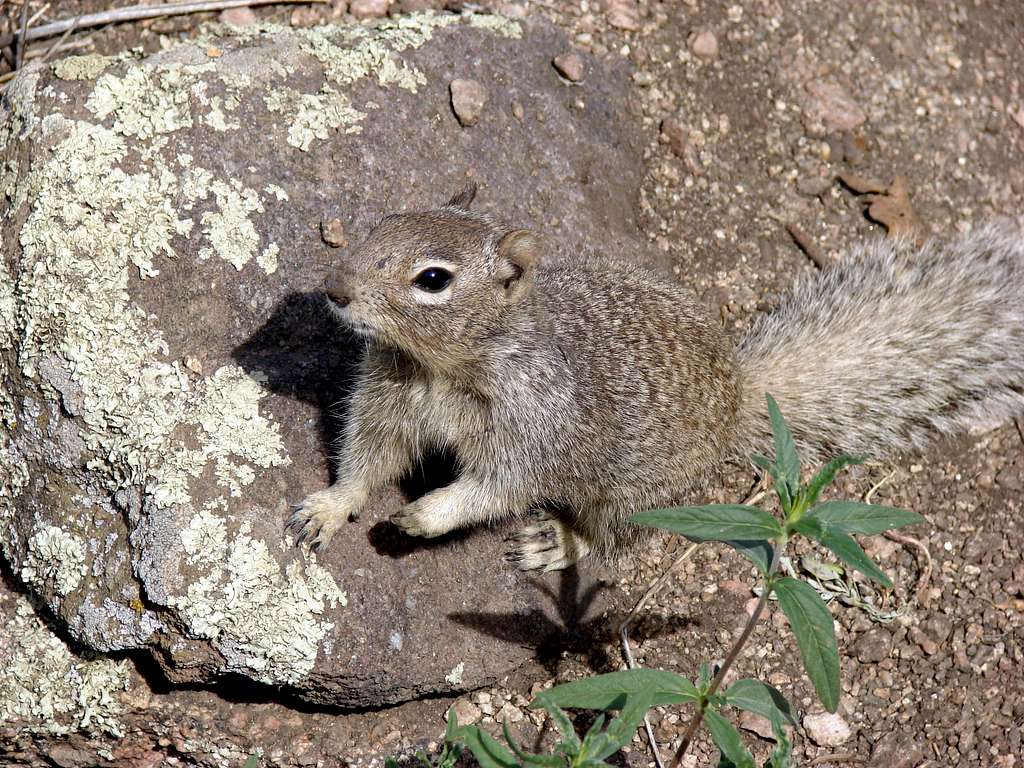 Sandia Squirrel
