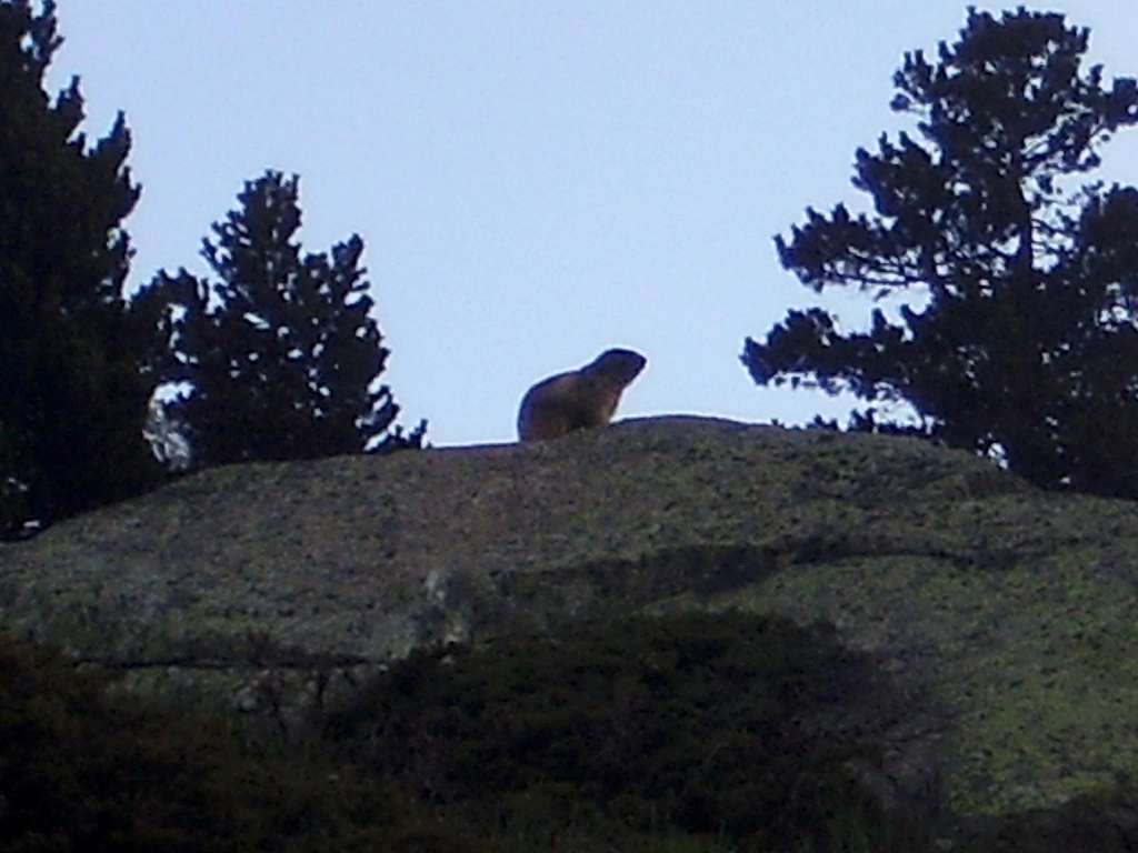 Marmot sentry duty