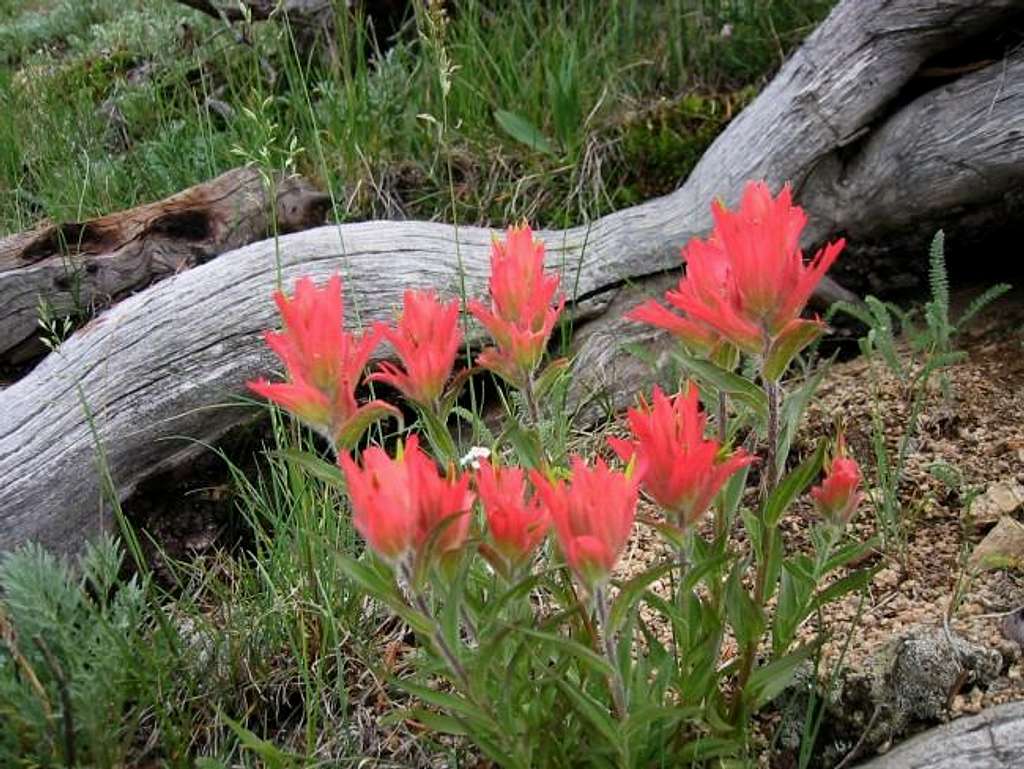 Indian Paintbrush of the...