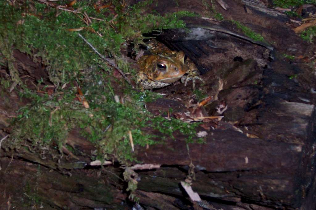 Toad in a Hollow Log