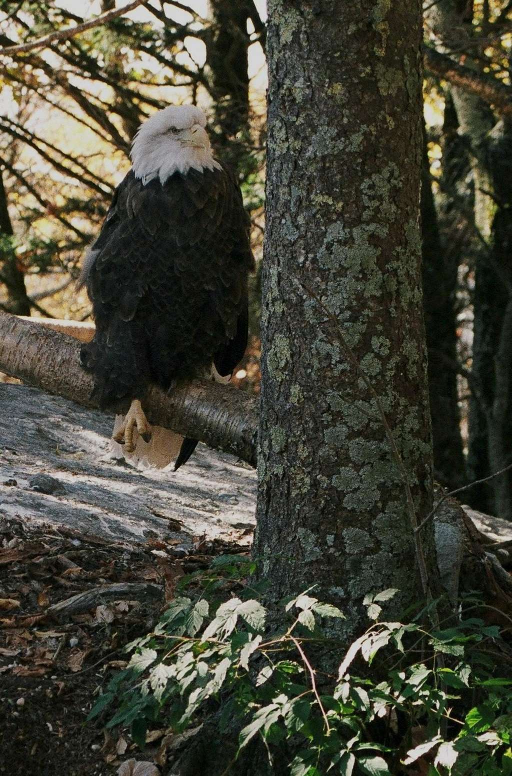 Bald Eagle