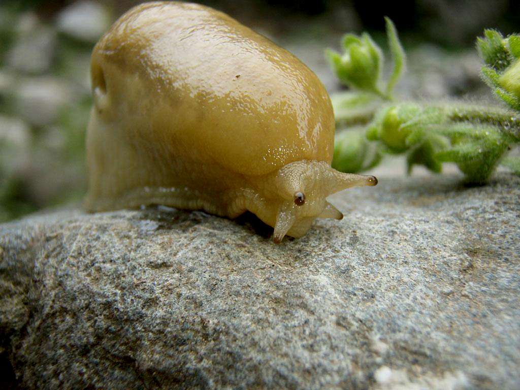 A Mollusc / Snail