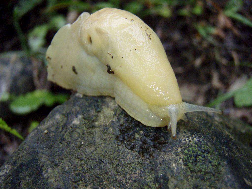 A Mollusc / Nude Snail